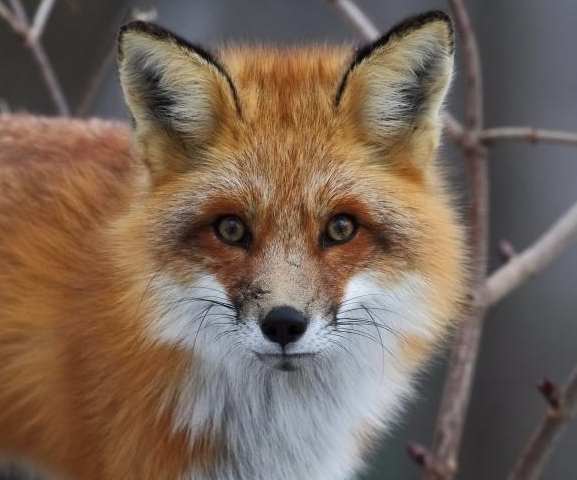 Hebergement Lac Superieur Refuge De La Foret Boreale