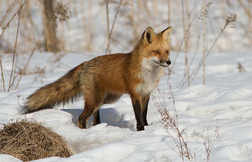 Hébergement Lac Supérieur Refuge De La Forêt Boréale