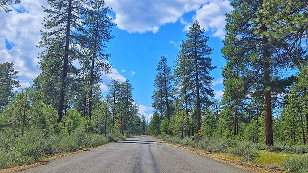 Road through Pines