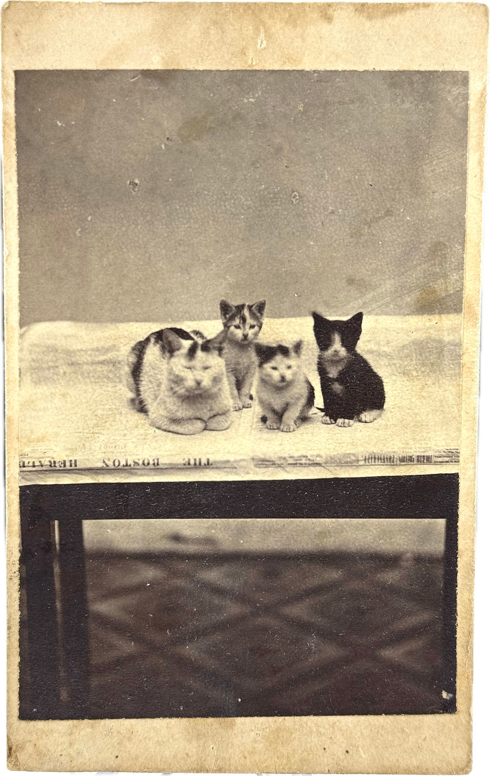 Thumbnail: Unique CDV of Four Cats Seated on a Boston Newspaper with Boston Backmark