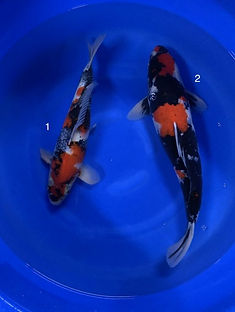 Koi giapponesi