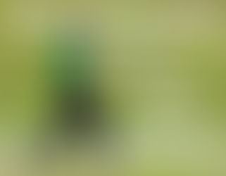 Women's and Girls Winter Nets 