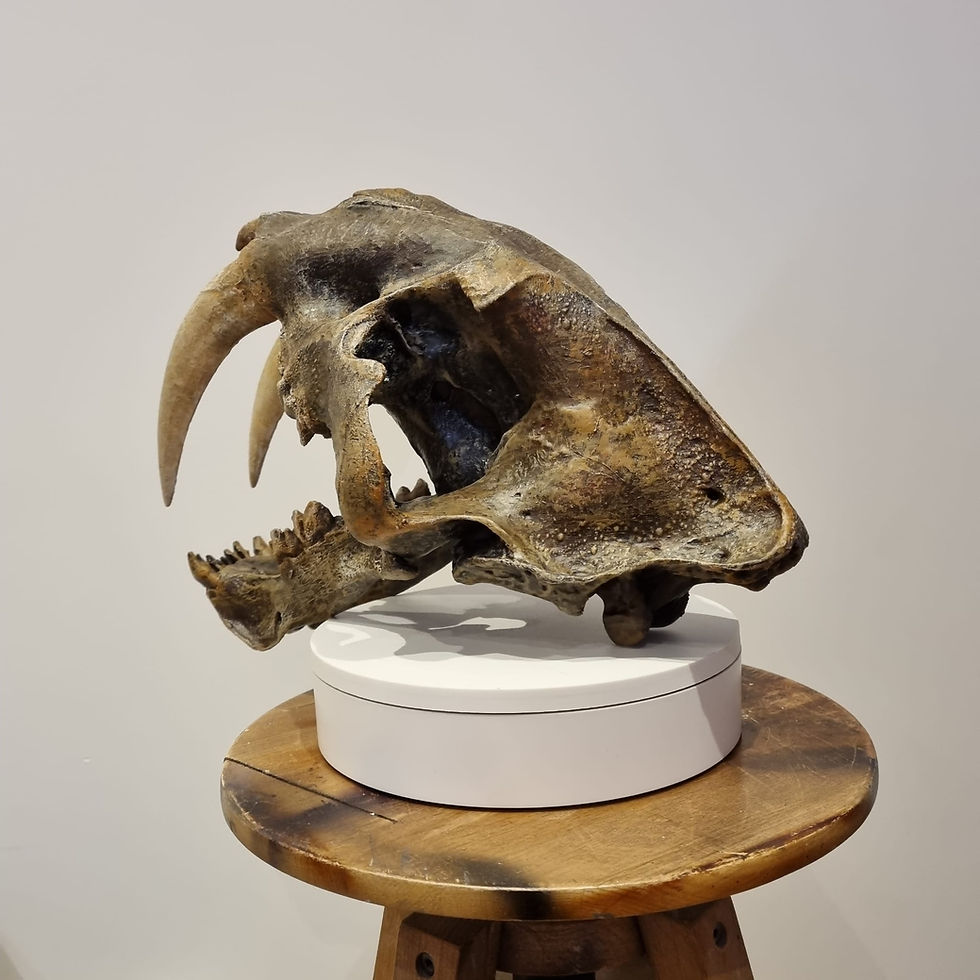 Miniaturbild: Smilodon Schädel Säbelzahntiger (Replika )