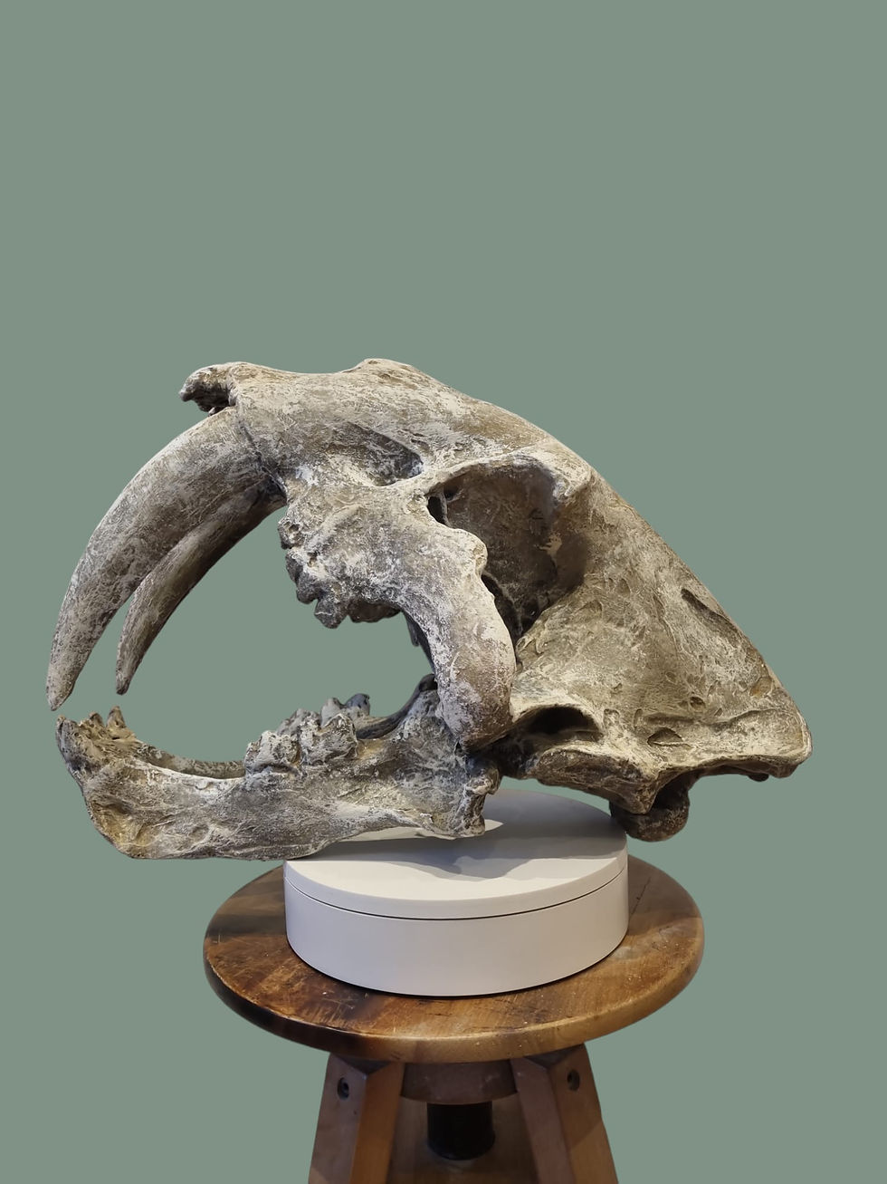 Miniaturbild: Mega Smilodon Schädel Säbelzahntiger (Replika )
