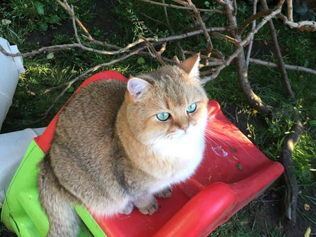 Cats enjoying the garden
