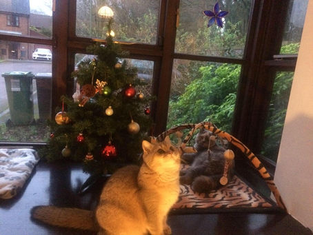 Leo's first Christmas