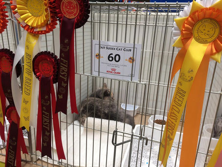 Our first GCCF show with Lola 