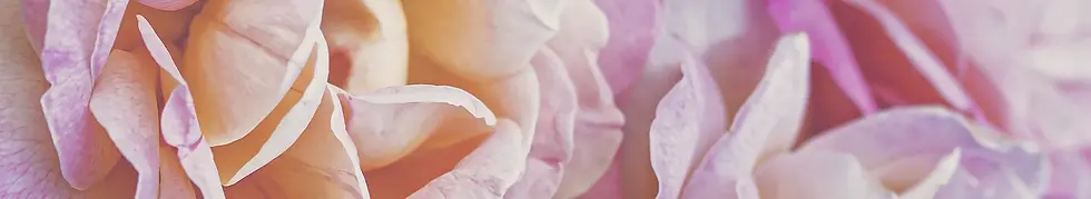 綺麗に咲く花