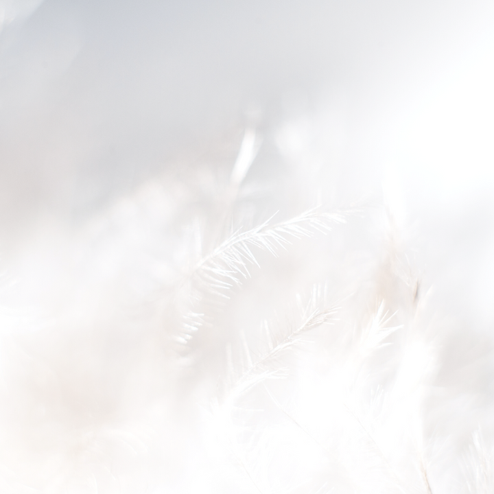 feathers.png