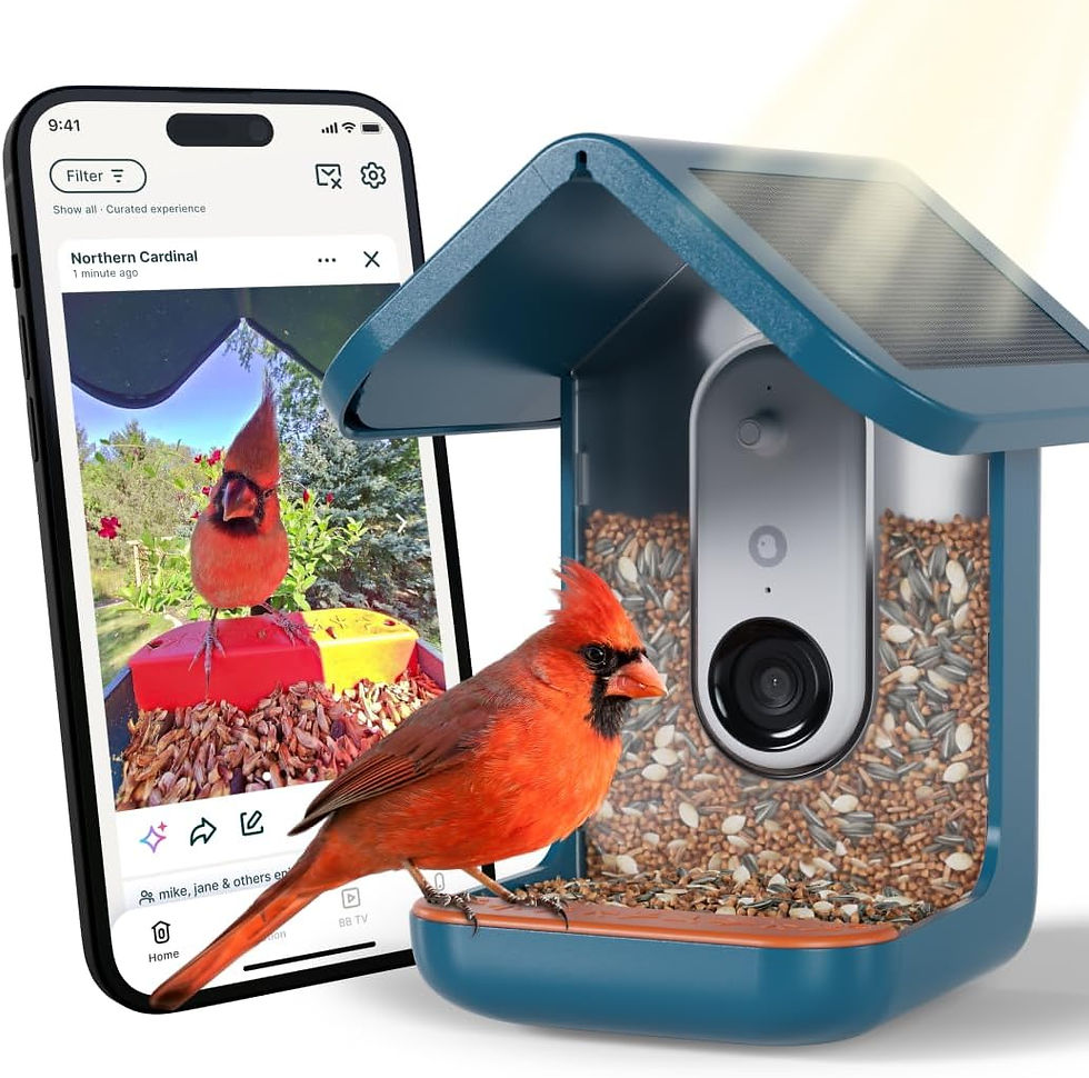 Smart bird feeder with camera and red cardinal bird.
