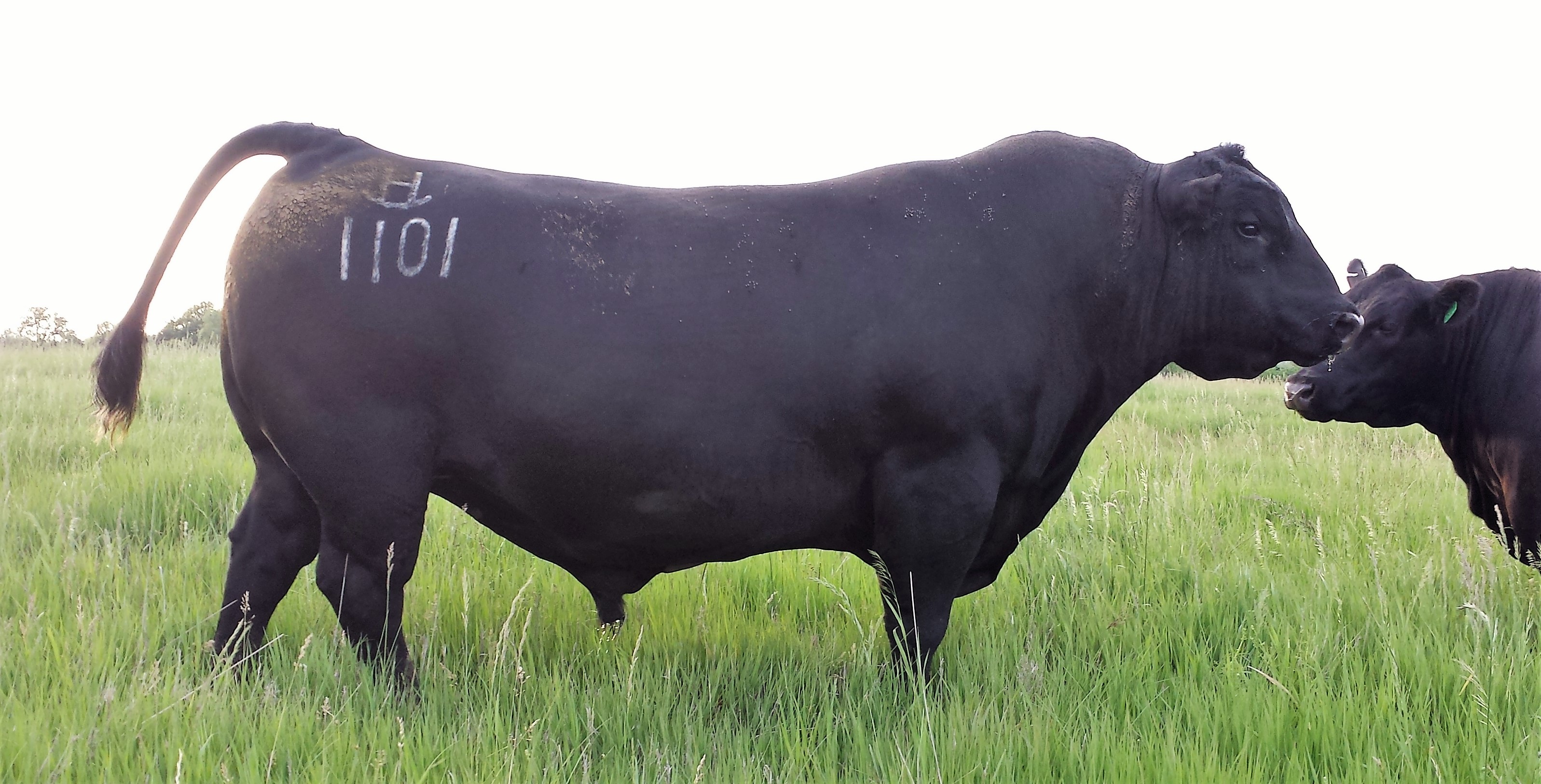 RHR 1101 Dark Knight raised and owned by Rockn H Ranch