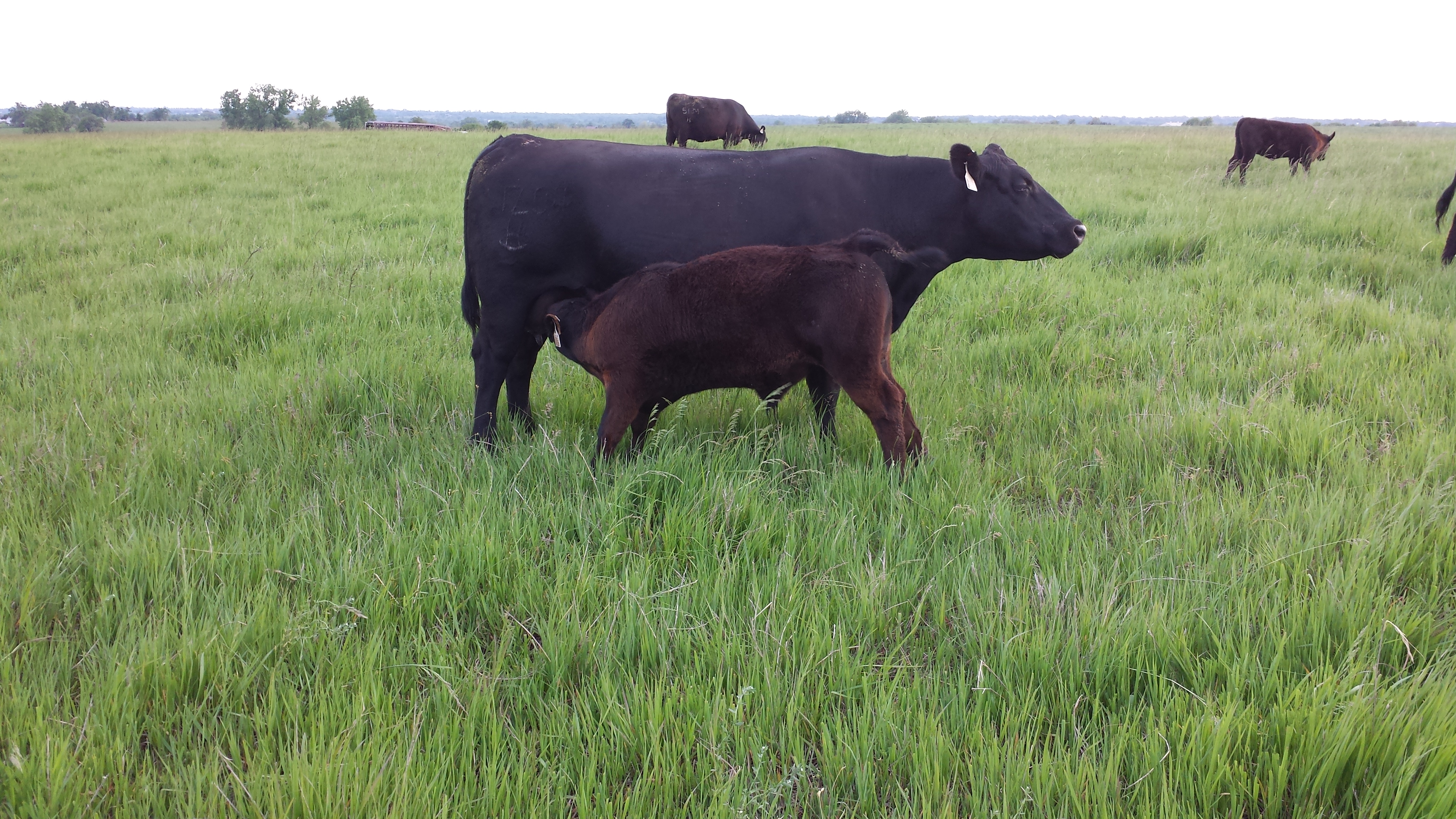 RHR Spring 2016 pair TMR Fine Lass 1Z04 with 3 mo old Generation bull calf
