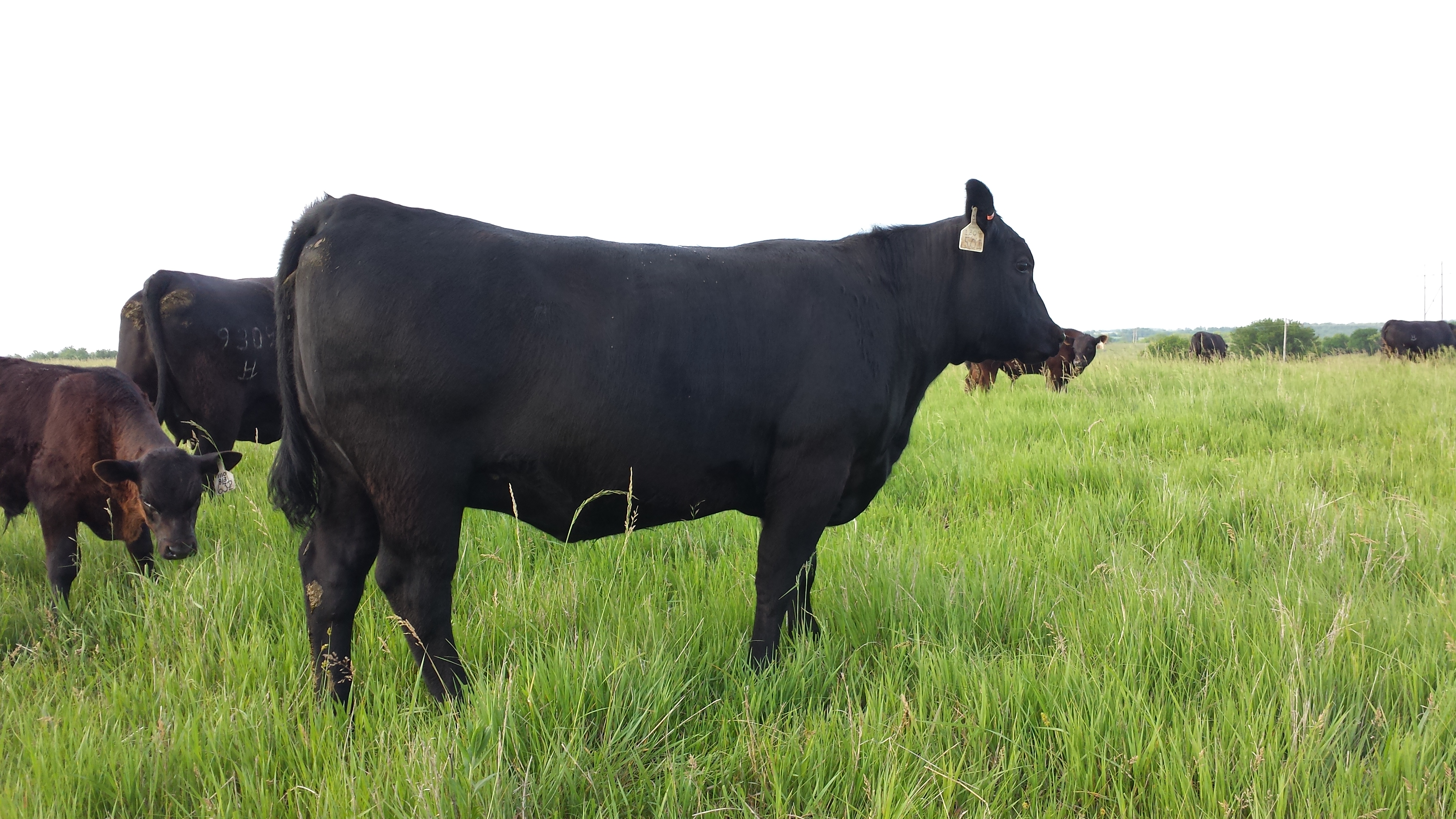 RHR Fine Lass 501 15 month old heifer
