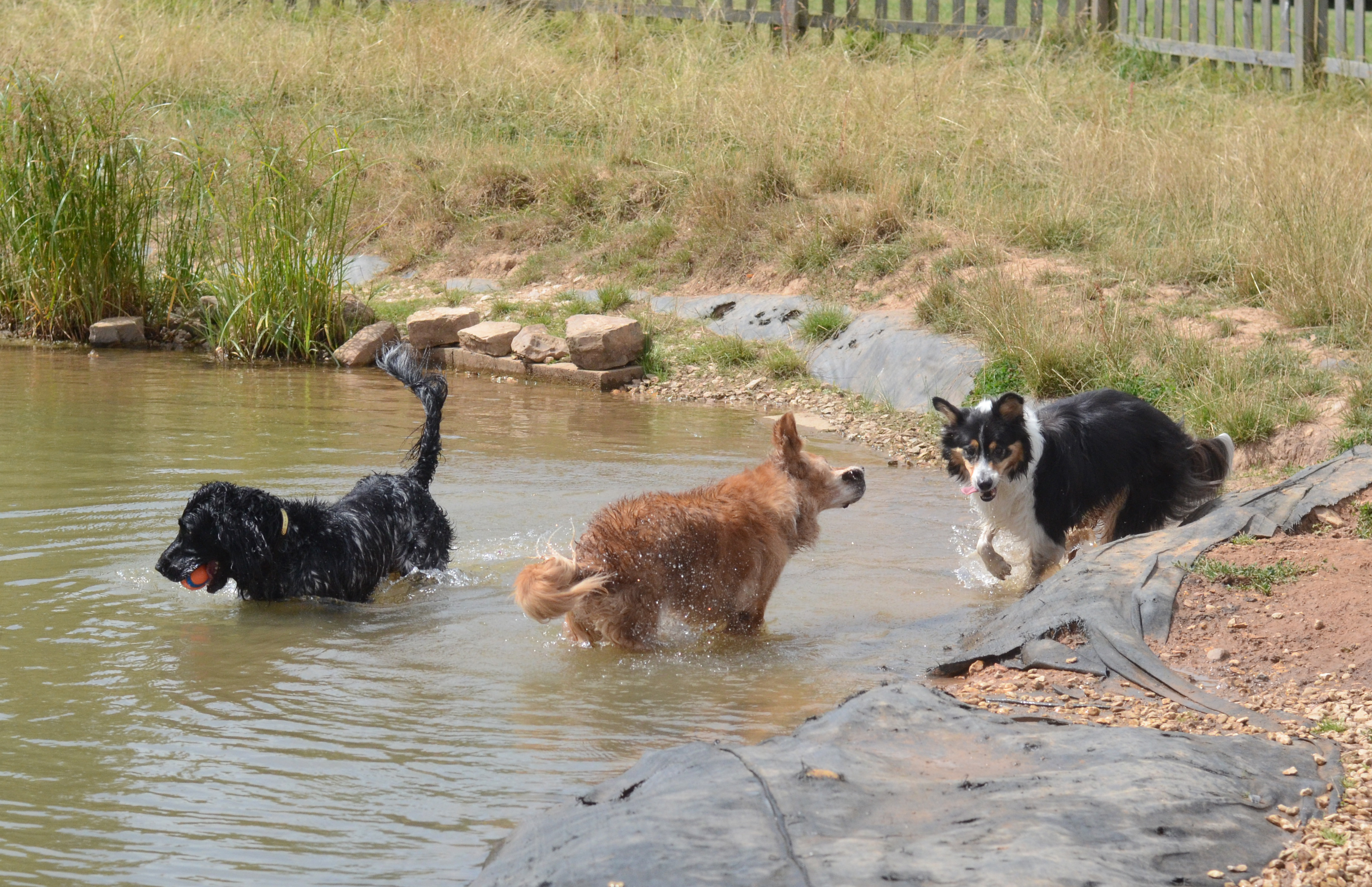 A family dip