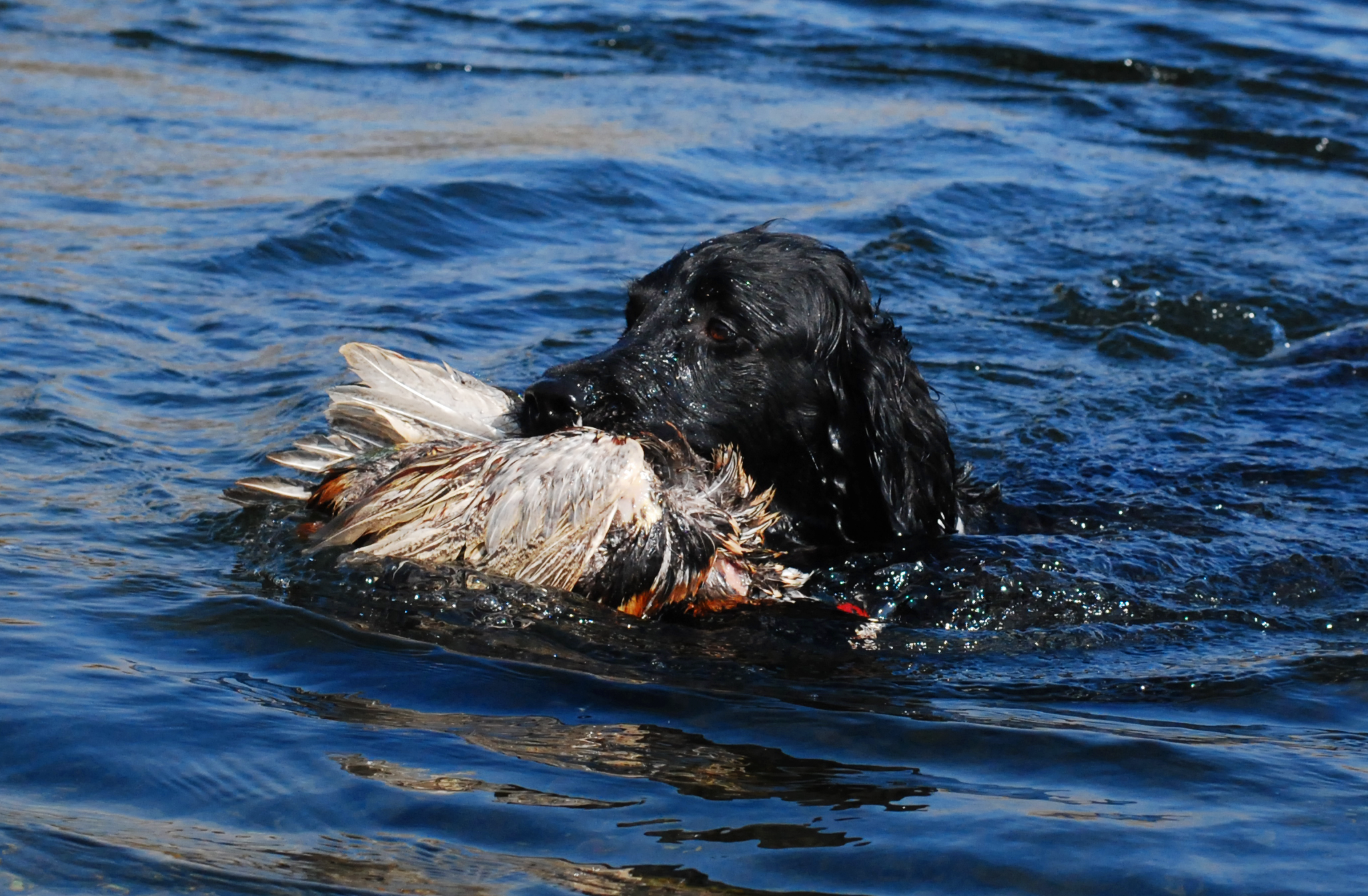 Rookie retrieving