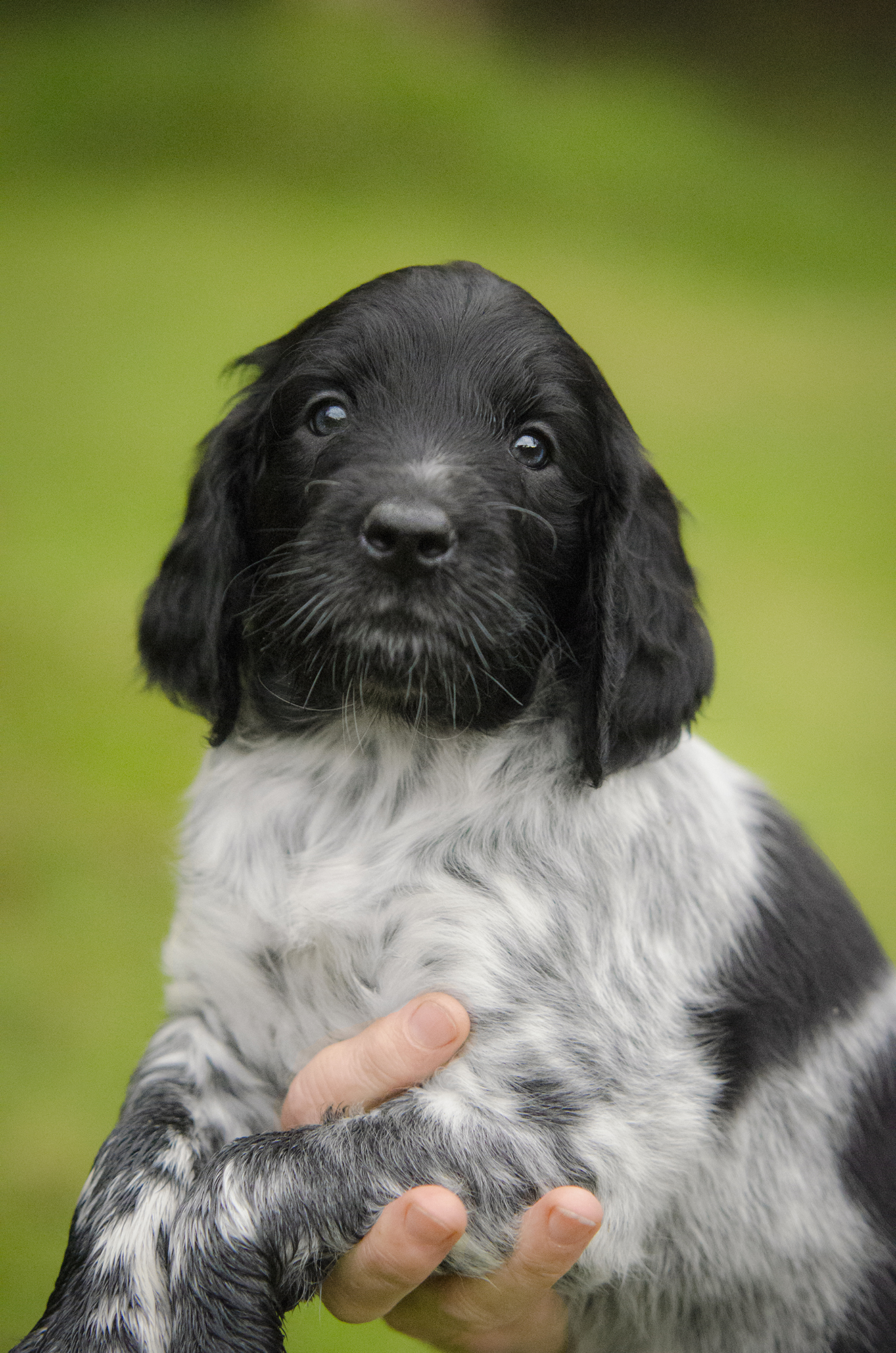 Large Munsterlander Puppies 2018 2025