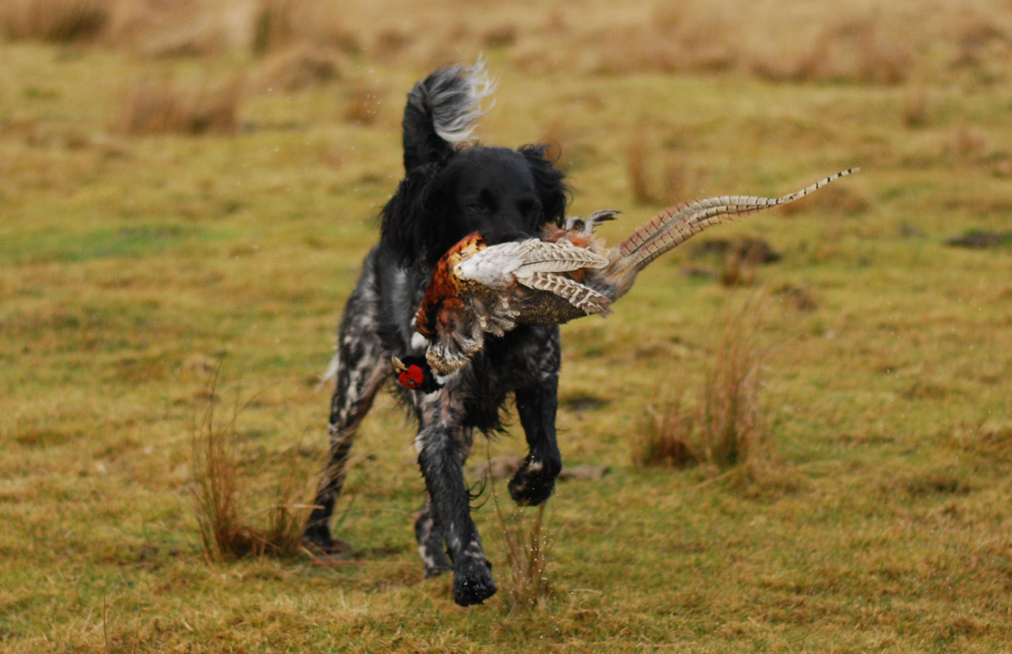 Retrieve Pheasant