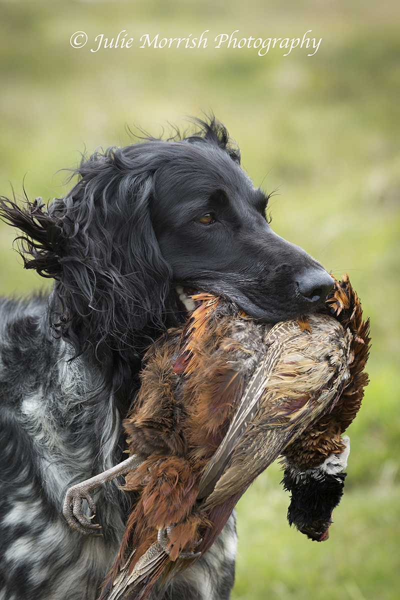 Rookie with Pheasant