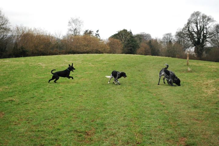 Zebu, Zennie and Rookie