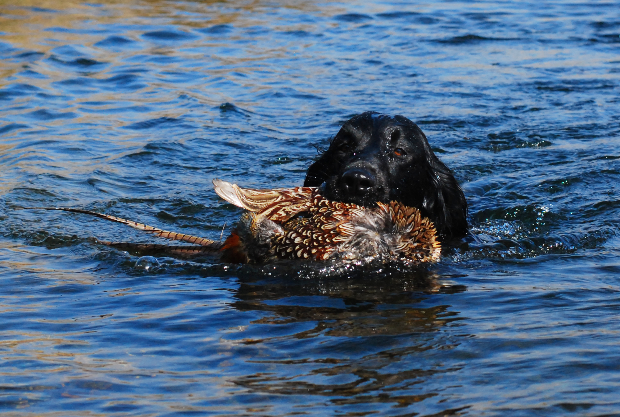 Fetching a pheasant