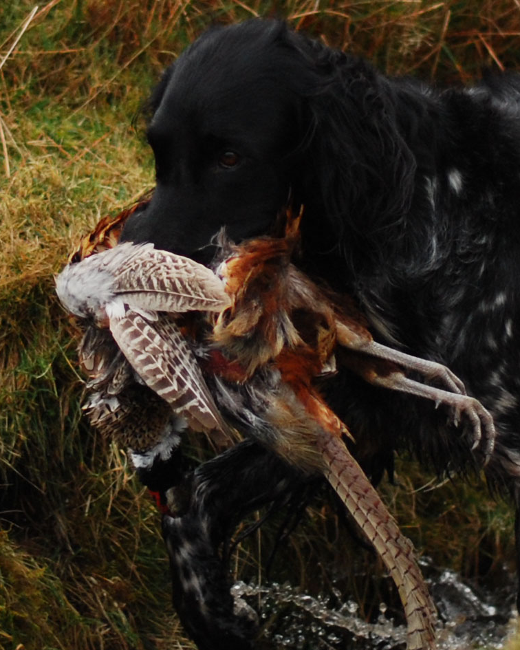 Pheasant Retrieve