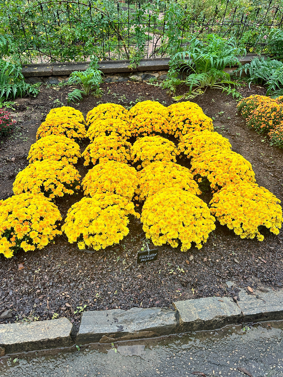 2024 Mums -- Hoping the 2025s look just as great!