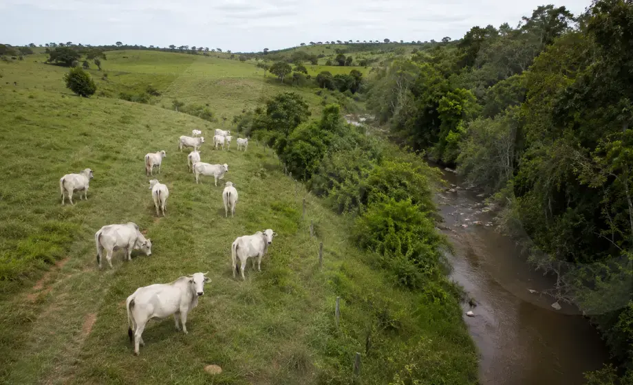 Gado em área de APP próximo a córrego em fazenda rural com necessidade de regularização ambiental