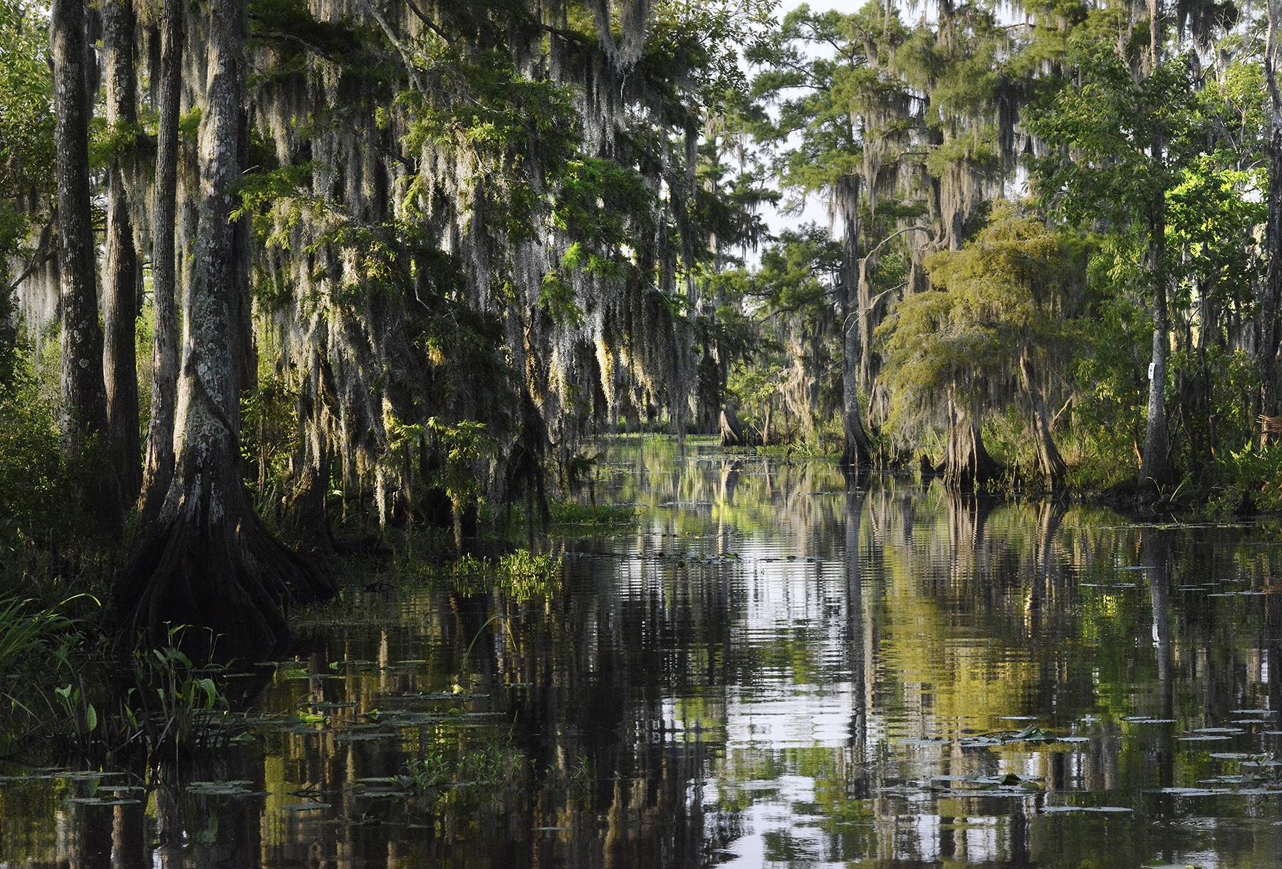 Swamp Adventures Cajun Bait Seasoning