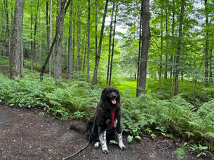 The Pogue Loop at Vermont's First National Historic Park