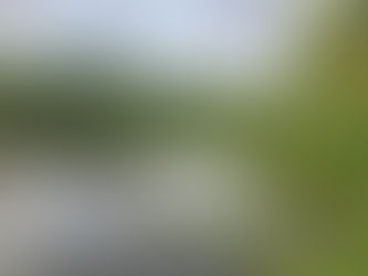 Dow's Woods, South Portland