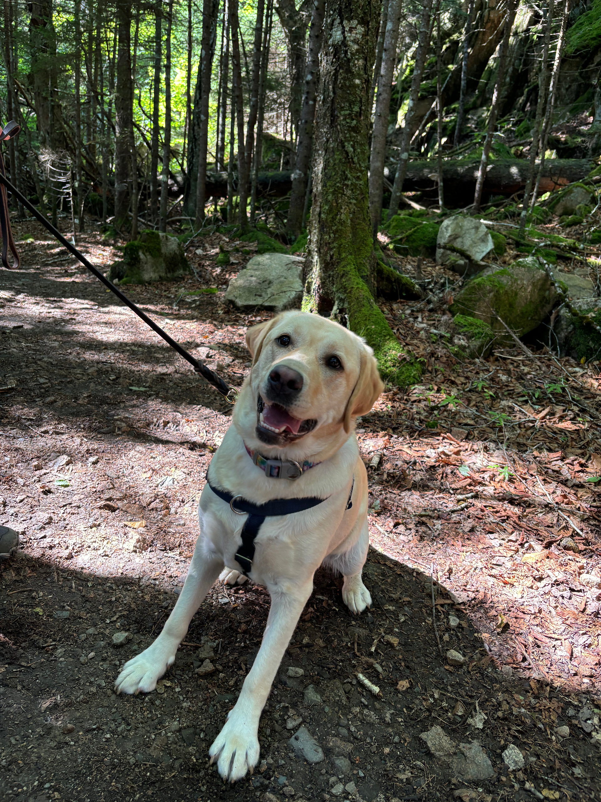 Yellow lab on the Beech Mountain South Ridge Trail in Acadia National Park, Maine