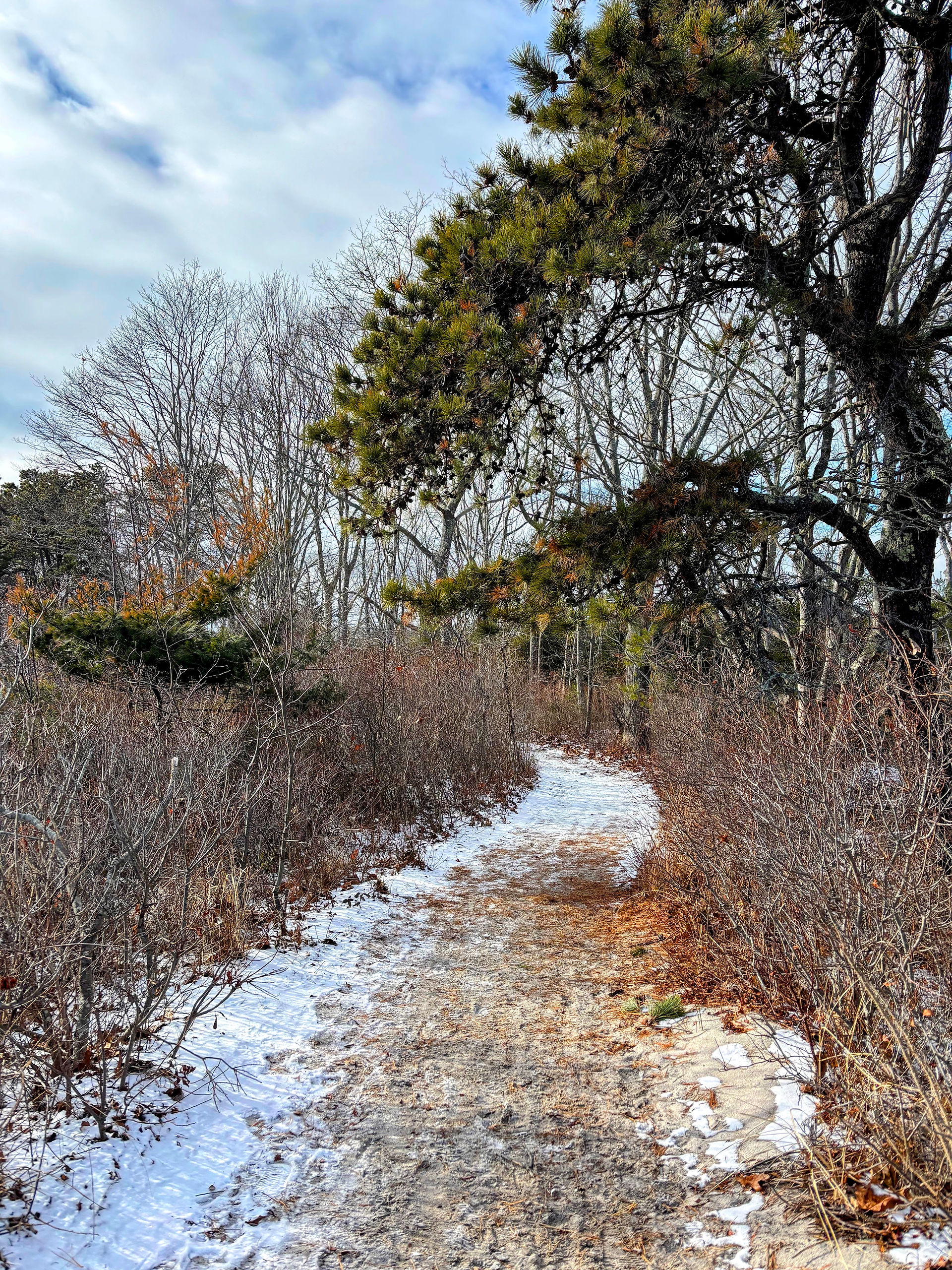 Crescent Beach State Park hiking trail in the winter in Scarborough, Maine. 