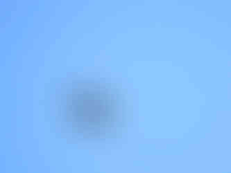 Bald eagle flying on a clear blue sky day at The Forks in Maine.