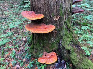Underwood Springs Forest Preserve, Falmouth
