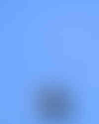 Bald eagle flying on a clear blue sky day at The Forks in Maine.