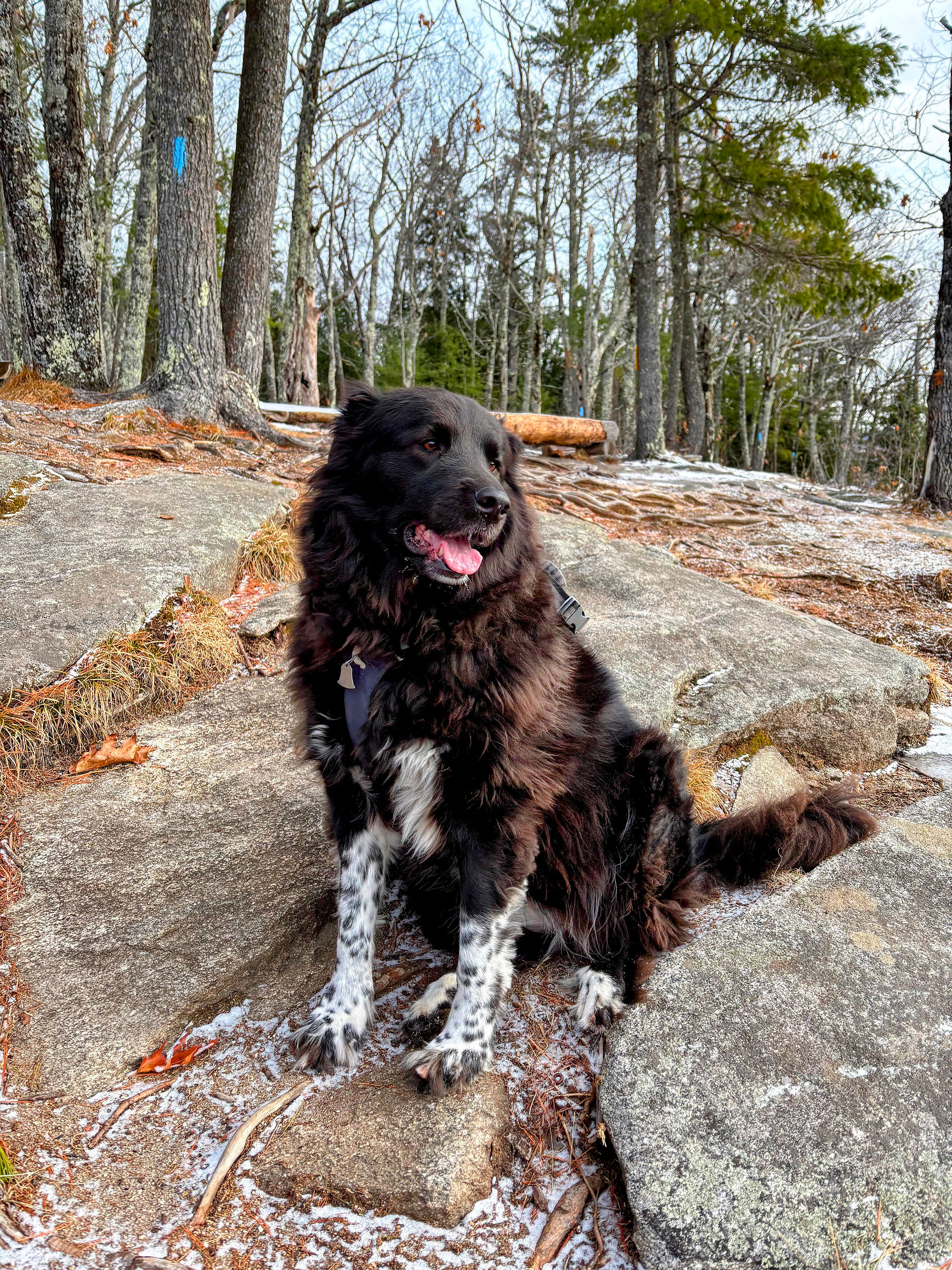 Dog at the summit of Buck's Ledge in Bryant Pond, Maine. 