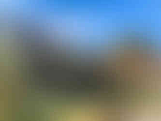 Palm tree oasis at the Anzo-Borrego Desert State park.