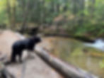 Dog overlooking the Pemigewasset River on the Basin Cascade Trail in New Hampshire. 