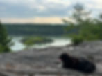 Dog resting on the Cliff Trail overlooking Long Reach Reserve in Harpswell.