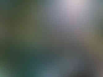 Sunlit woods on the Boulder Loop Trail, NH.