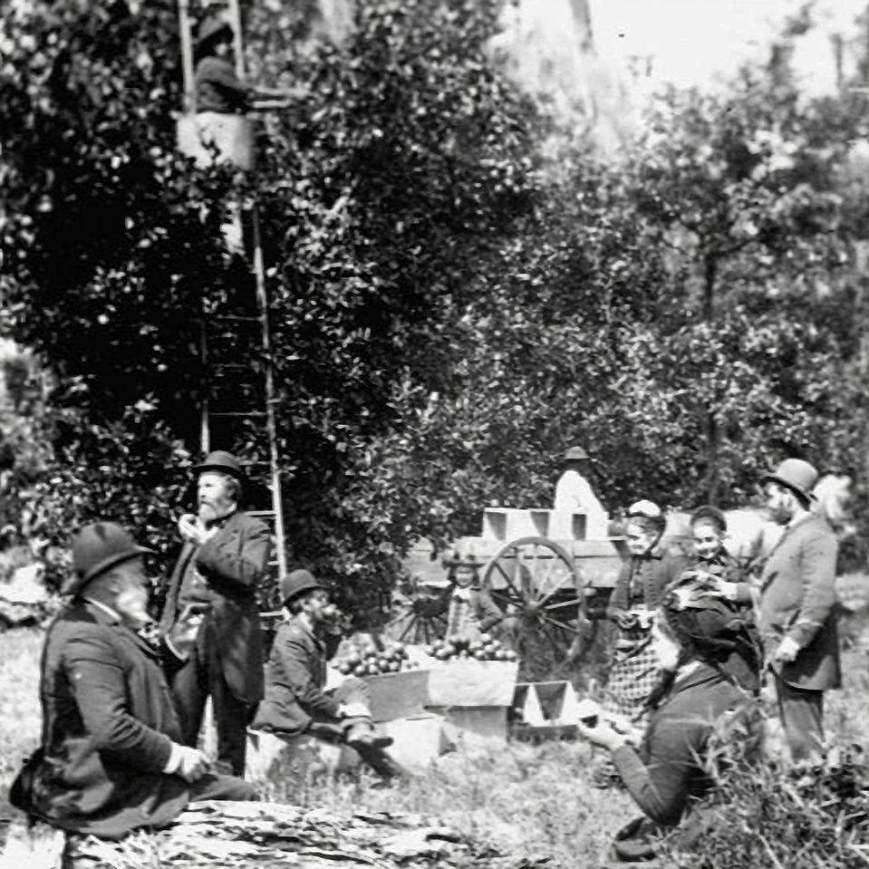 citra picking oranges Harris Grove_edited.jpg