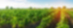benlar_foods_premium__1214711803.jpg