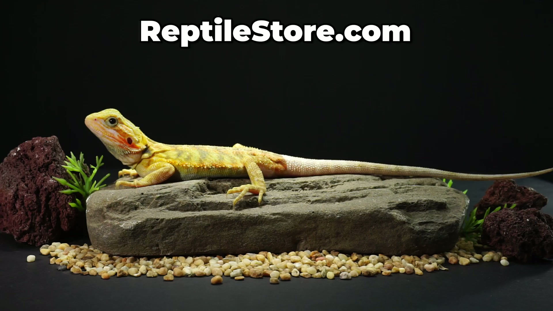 Beautiful Super Yellow Het Hypo Female | Animal ID #A26-00715