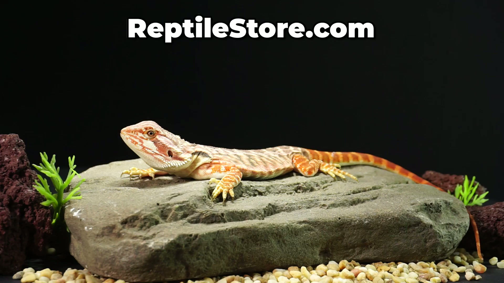 Vibrant Super Red Het Hypo Blue Bar Leatherback Female | Animal ID #A26-00589