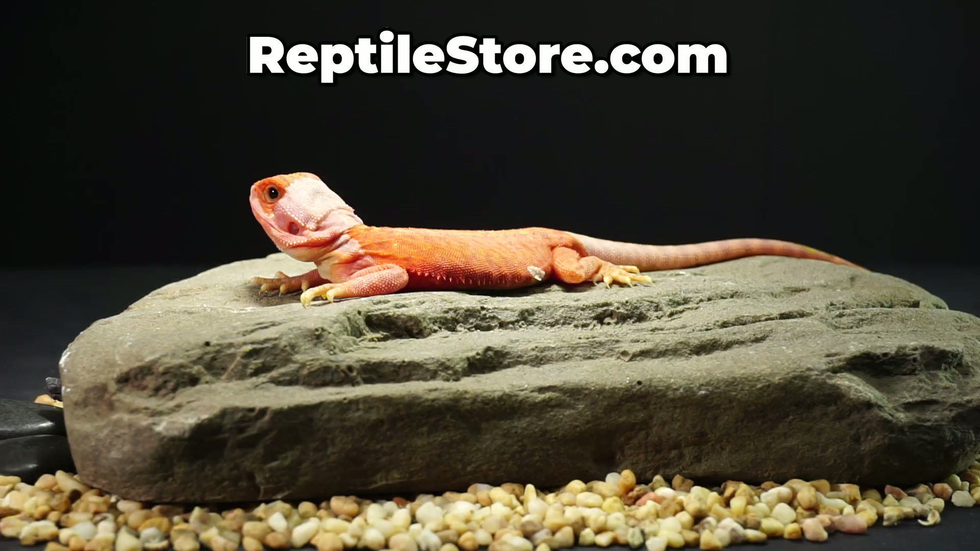 Outstanding Super Red Hypo Translucent Leatherback Male | Animal ID #A26-00656