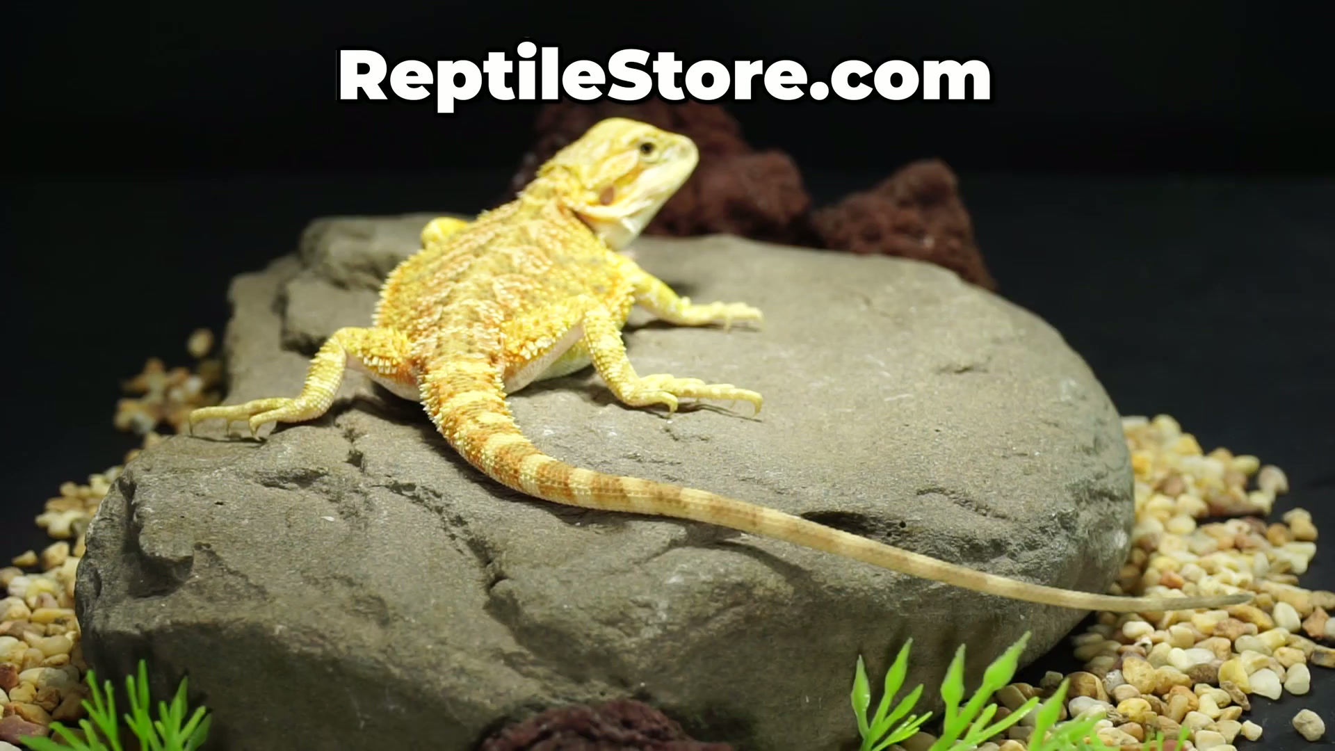 Outstanding Super Yellow Het Hypo Female | Animal ID #A26-00707