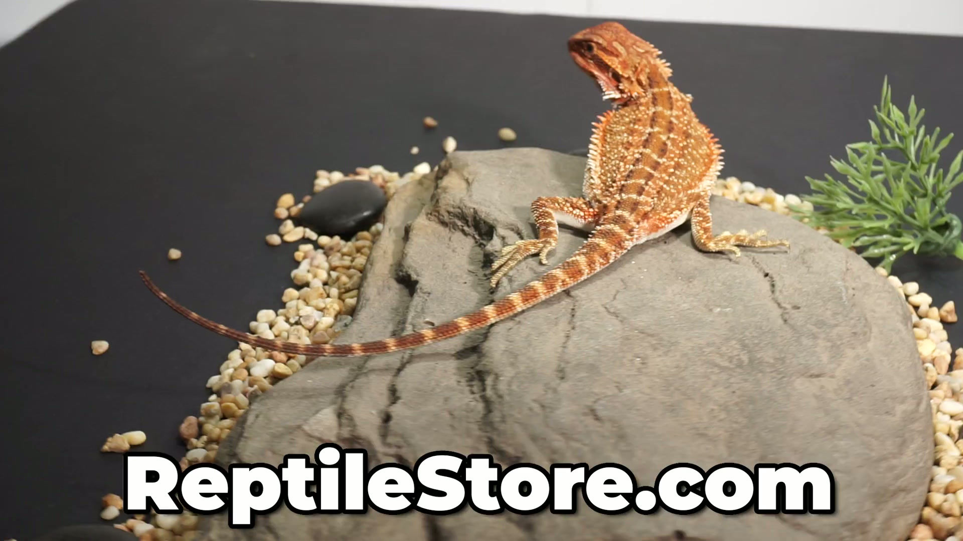 Outstanding Super Red Het Hypo Genetic Stripe Female | Animal ID #A26-00605