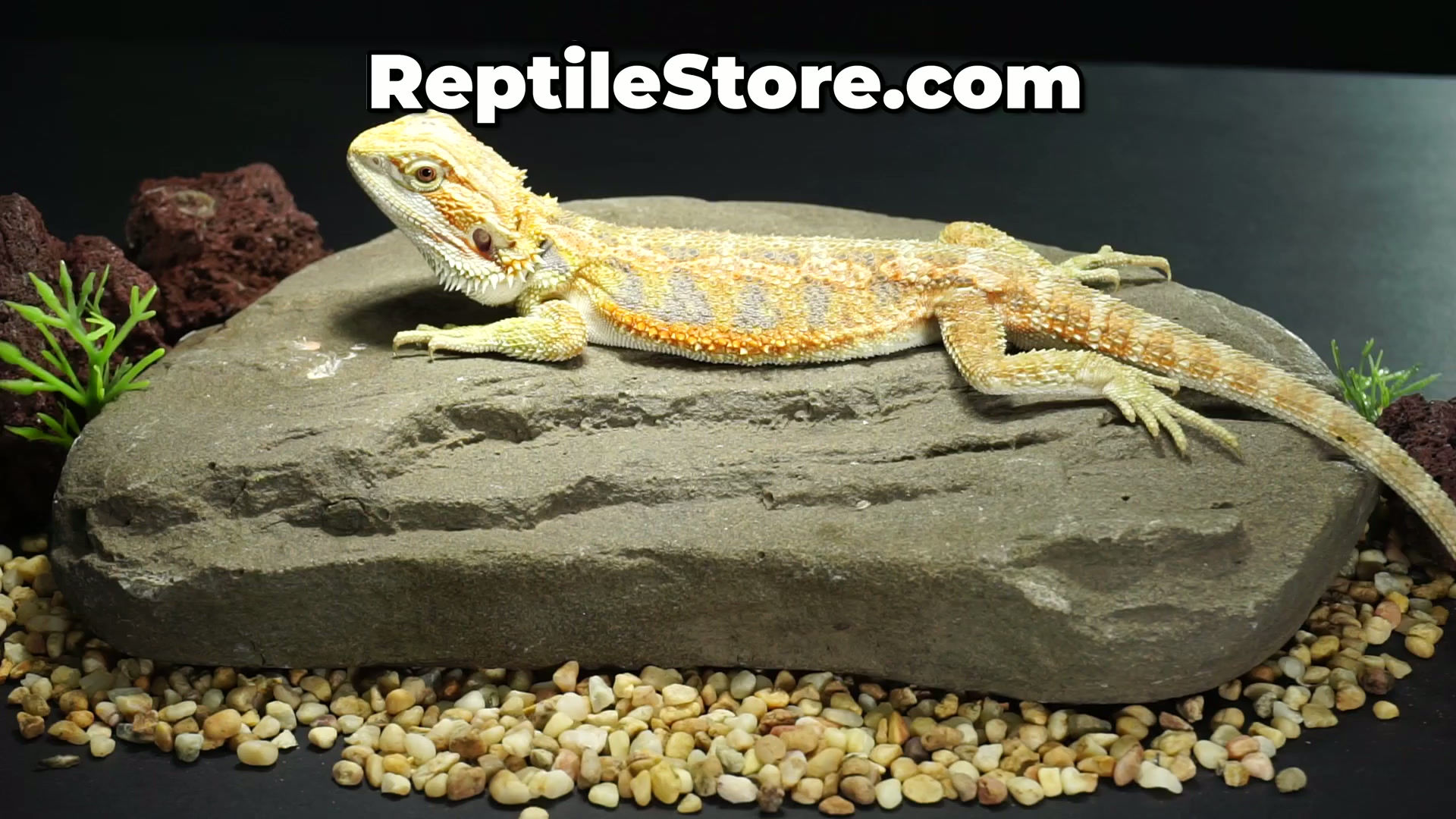 Stunning Orange Hypo Blue Bar Male | Animal ID #A26-00674