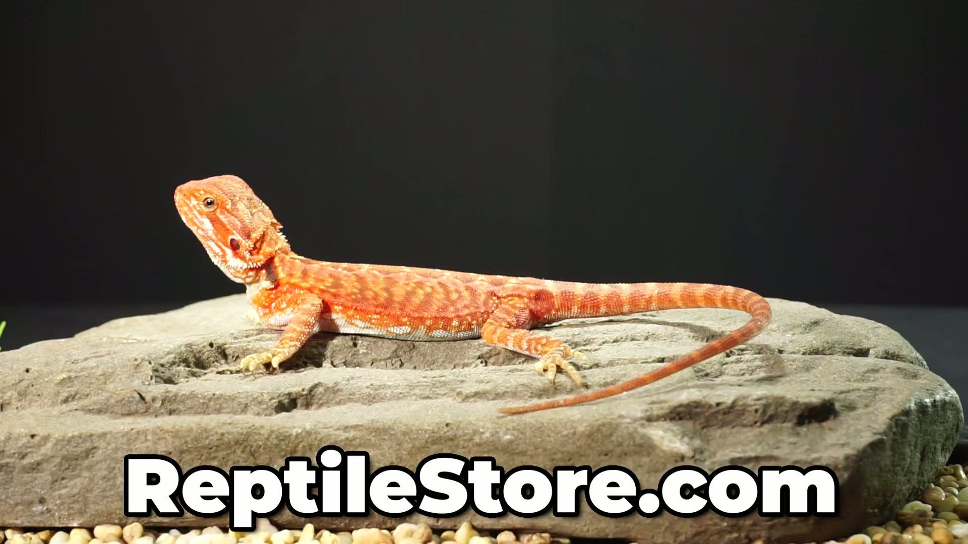 Vibrant Super Red Translucent Het Hypo Leatherback Female | Animal ID #A26-00625