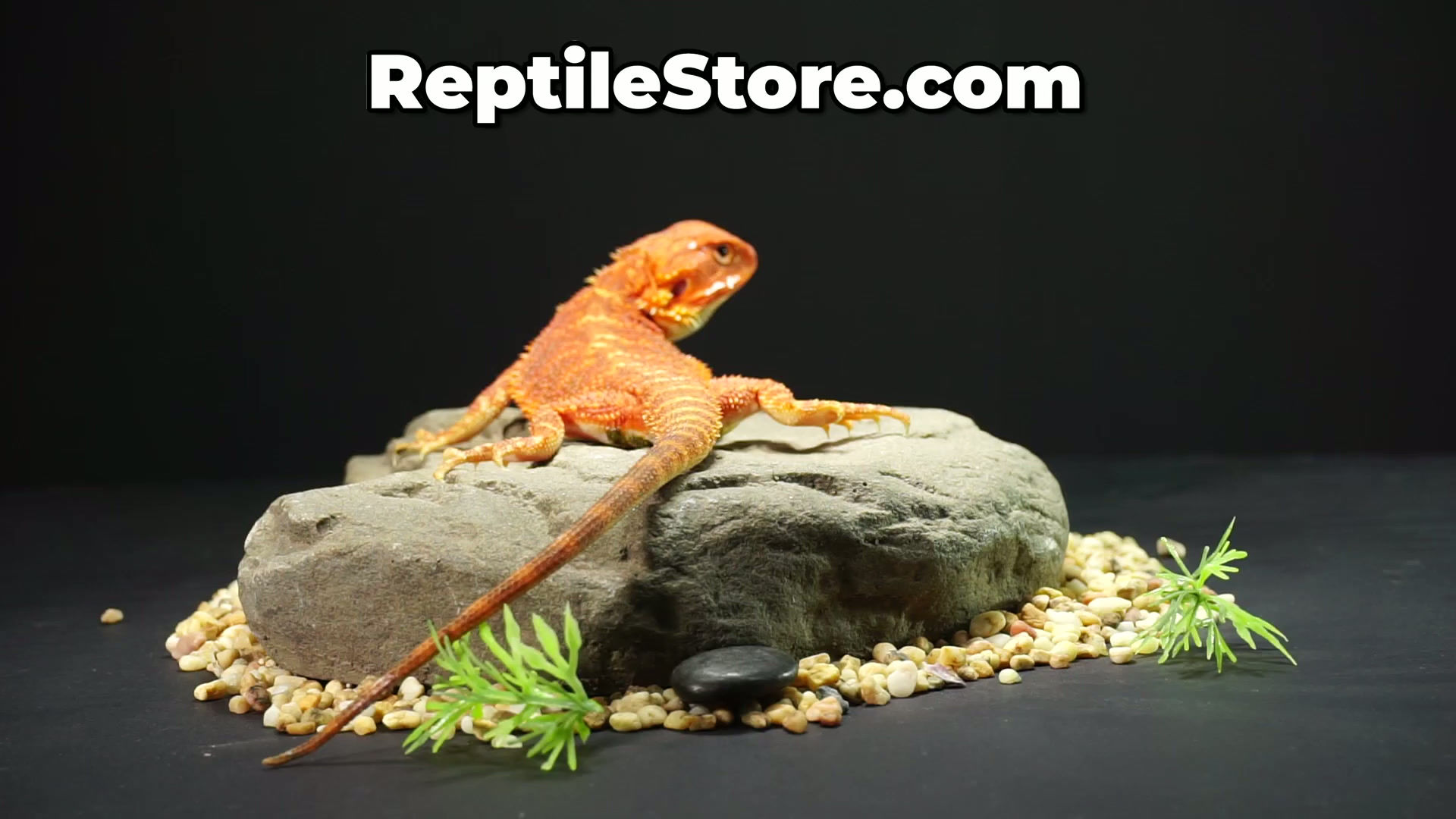 High Color Super Red Hypo Translucent Female | Animal ID #A26-00645